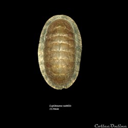 Lepidozona subtilis 13.9mm