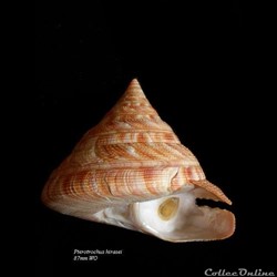 Pterotrochus hirasei 87mm WO
