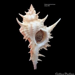 Siratus tenuivaricosus 83mm WO