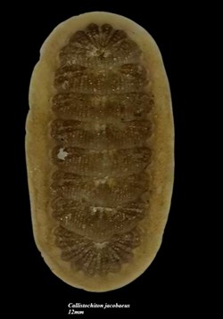 Callistochiton jacobaeus 12mm
