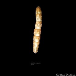 Stenochiton longicymba 42.3mm
