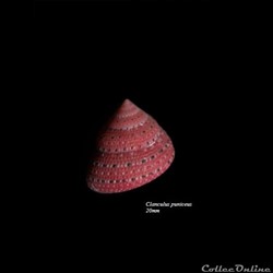 Clanculus puniceus 20mm