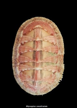 Rhyssoplax canaliculata 17mm