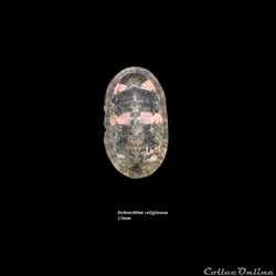 Ischnochiton caliginosus 15mm
