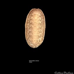 Ischnochiton cariosus 29mm