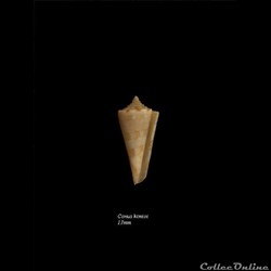 Conus kimoi 13mm
