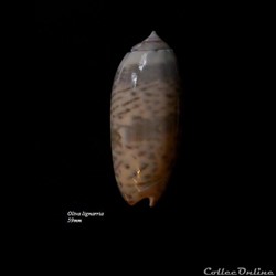 Oliva lignaria 59mm