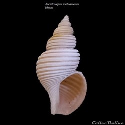 Ancistrolepsis vietnamensis 93mm