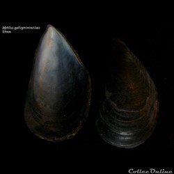 Mytilus galloprovencialis 69mm