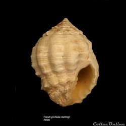 Vasum globulus nuttingi 34mm