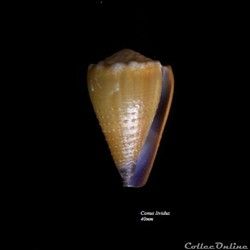 Conus lividus 40mm