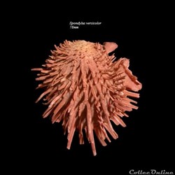 Spondylus versisolor 78mm