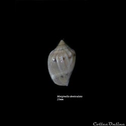 Marginella denticulata 23mm