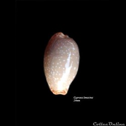 Cypraea limacina 24mm