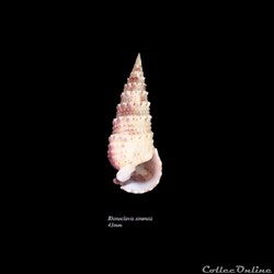 Rhinoclavis sinensis 43mm
