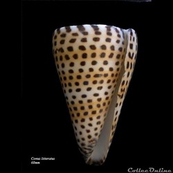 Conus litteratus 68mm