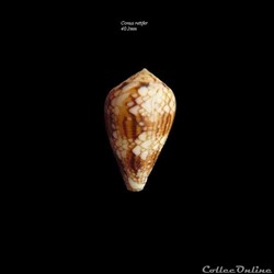 Conus retifer 40.2mm