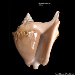 Strombus tricornis 126mm