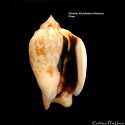 Strombus kelckhamae boholensis 65mm WO