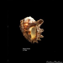 Drupa lobata 23.5mm