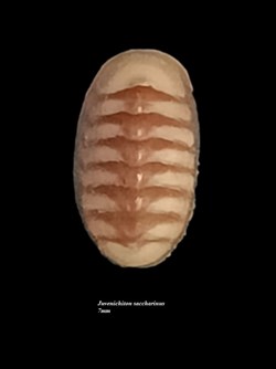 Juvenichiton saccharinus 7mm
