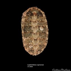 Lepidochitona caprearum 11.3mm