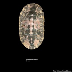 Ischnochiton comptus 21.4mm