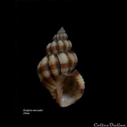 Scalptia mercadoi 29mm