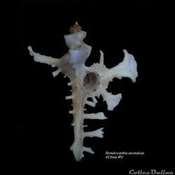 Homalocantha anomaliae 40.9mm WO