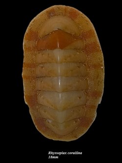Rhyssoplax corallina 18mm