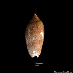 Oliva spicata 41mm