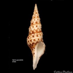 Turris spectabilis 85mm