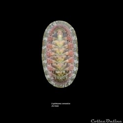 Lepidozona coreanica 26.5mm