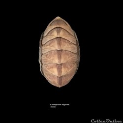 Chaetopleura angulata 48mm