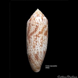 Conus nussatella 60mm