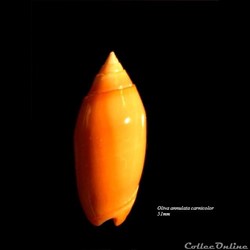 Oliva annulata carnicolor 51mm