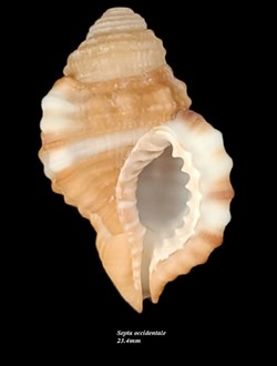 Septa occidentale 23.4mm