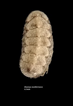 Hanleya mediterranea 6.1mm