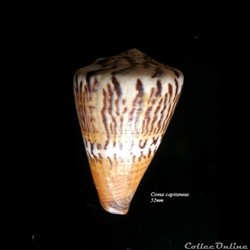 Conus capitaneus 52mm