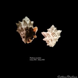 Thalessa aculeata 42mm WO - 40mm WO