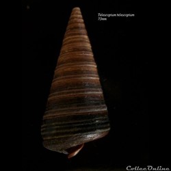 Telescopium telescopium 75mm