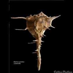 Bolinus cornutus 145mm WO