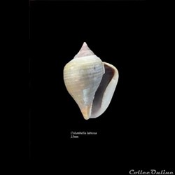 Columbella labiosa 23mm
