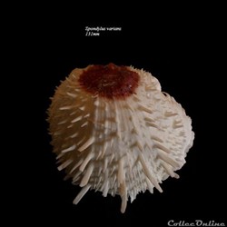 Spondylus varians 131mm