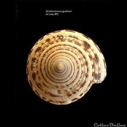 Architectonica gualtierii 44.2mm WO