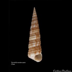 Turritella monterosatoi 53mm