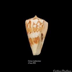 Conus malacanus 47mm WO