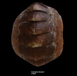Cyanoplax thomasi 5.9mm