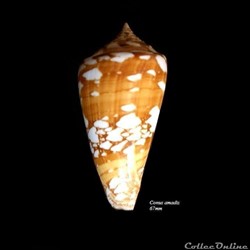 Conus amadis 67mm