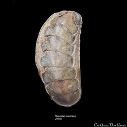 Stenoplax sonorana 29mm